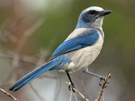 10 Birds That Look Like Blue Jays but Aren’t - Sonoma Birding