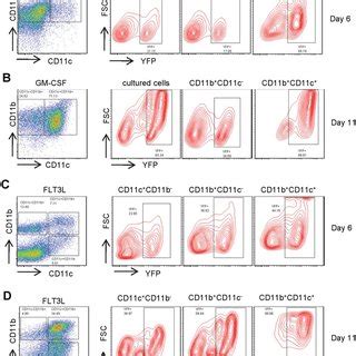 CD11c-Cre mediated recombination to activate YFP expression in mouse... | Download Scientific ...