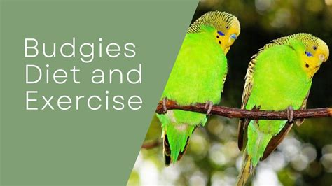 Maintaining A Budgies Diet And Health With Proper Exercise