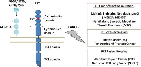 RET and RET-related cancers (adapted from Morandi et al.[60], 2011). On... | Download Scientific ...