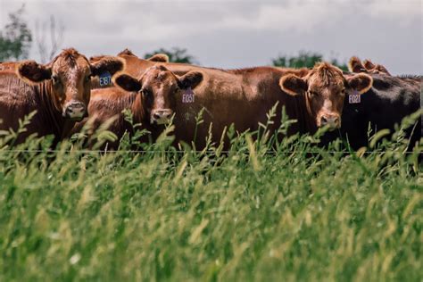 Regenerative Grazing: Fundamentals for Farmers | The Land Connection