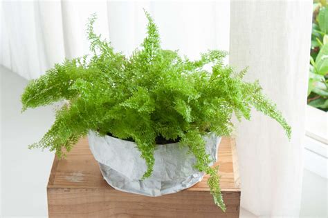 Types Of Indoor Ferns