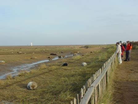 Donna Nook | Lincolnshire Wildlife Trust