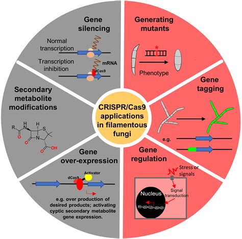 Progress and Challenges: Development and Implementation of CRISPR/Cas9 Technology in Filamentous ...