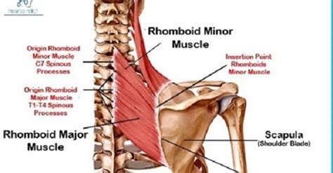 Rhomboids Muscle: Origin, Insertion, Nerve Supply & Action » How To ...