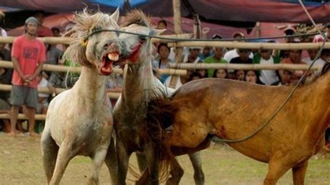 Petition · Stop Illegal Horse Fighting in Mindanao - Philippines ...