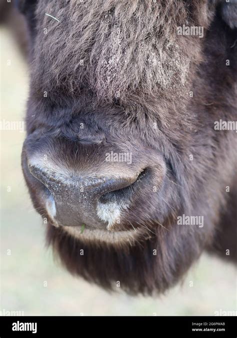 Nose and mouth of a bison/buffalo Stock Photo - Alamy