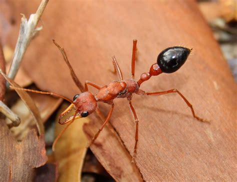 Formicidae>Myrmecia brevinoda? Bulldog Ant IMG8215 | Flickr