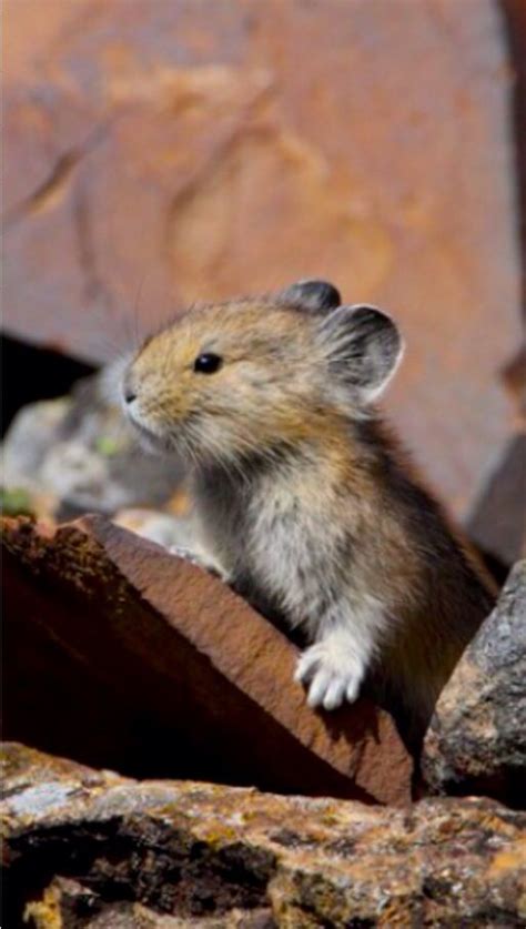 Baby Pika: Pikas are small mammals related to rabbits/hares. They are sometimes known as ...