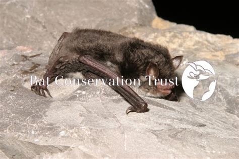 Daubenton's bat - Photo Library - Bat Conservation Trust