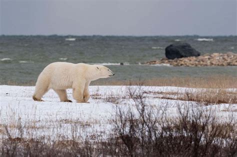 Polar bears: Extreme lack of sea ice in Hudson Bay puts predators under ...