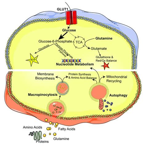 | RAS pathway in cancer. This diagram demonstrates (1) the upstream... | Download Scientific Diagram