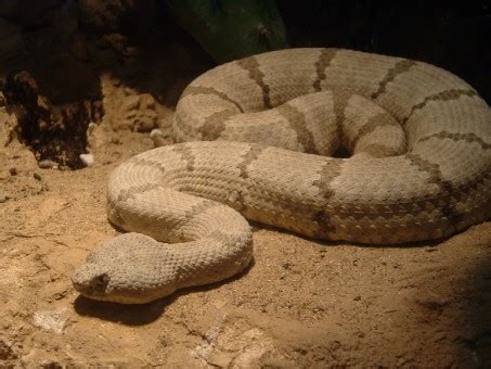 Free Images : nature, golden, yellow, fauna, close up, eye, head, snake ...