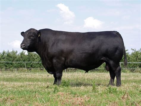 Angus | breed of cattle | Cattle, Cow, Breeds