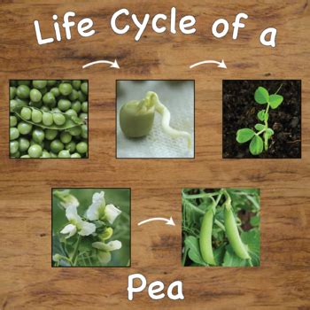 Life Cycle of a Pea Plant Sequencing Cards with Real Pictures / Photos