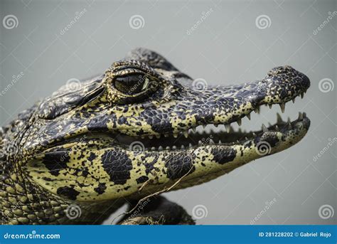 Broad Snouted Caiman,(Caiman Latirostris) Baby, Pantanal, Stock Photo - Image of national ...