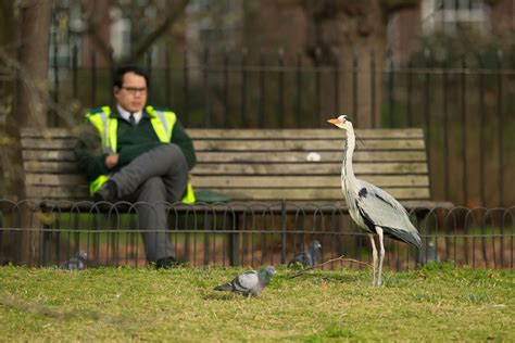 10 Top Tips to Improve Your Urban Wildlife Photos - Nature TTL