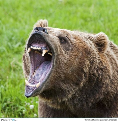 Image result for bear mouth animal | Grizzly bear, Bear, Grizzly