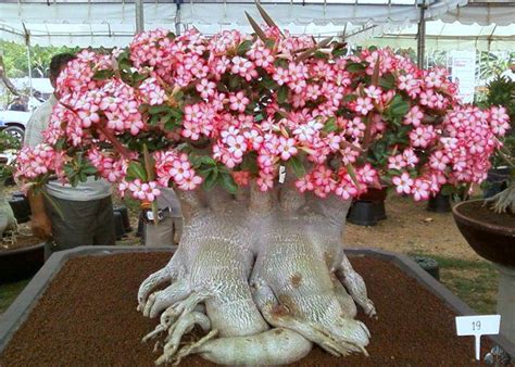 Bonsai Kamboja Jepang Perawatan dan pemeliharaan Bonsai