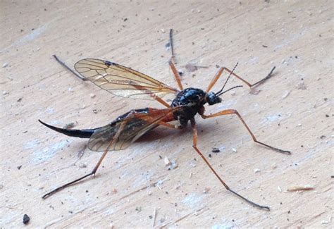 Crane Fly: Ctenophora dorsalis - What's That Bug?