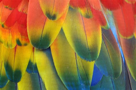 Pin on feather | Image of the day, Macaw feathers, Parrot feather