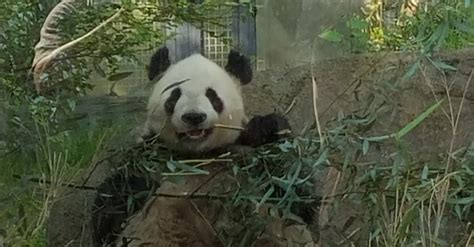 Free stock photo of giant panda