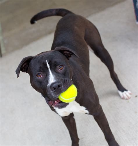 Shelter Dogs of Portland: "TWIN and GYM " 10 month old Pitbull/Border Collie mix pups! on the ...