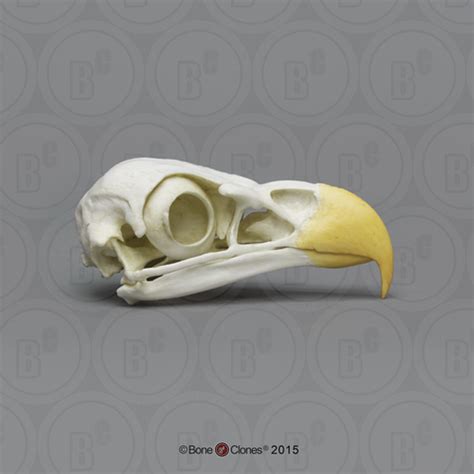 Bald Eagle Skull - Bone Clones, Inc. - Osteological Reproductions