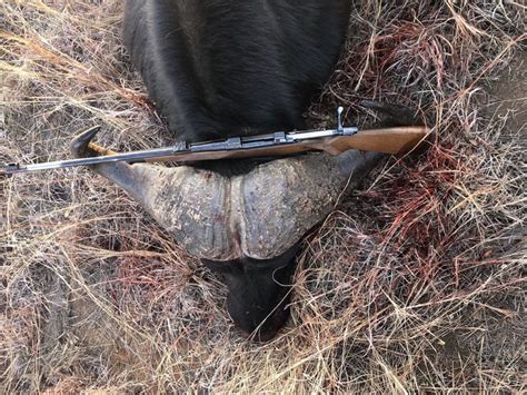 Cape Buffalo Hunting In South Africa | Big Game Hunting Adventures