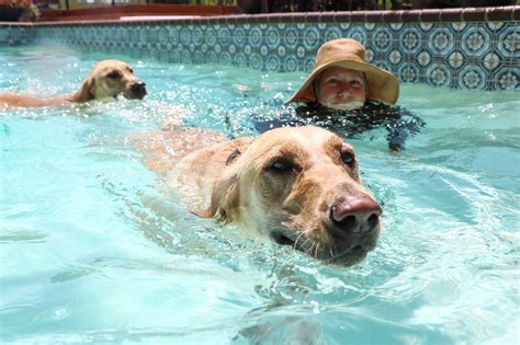 7 Tips to Teach Your Dog How to Swim