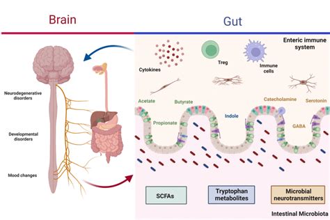 Aging Microbiota-Gut-Brain Axis In Stroke Risk And Outcome, 45% OFF