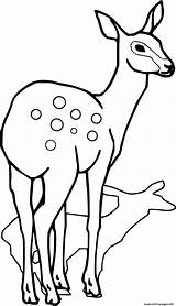 Spotted Deer And Its Shadow Coloring Page Printable sketch template