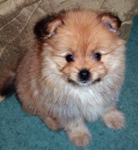 Yoranian (Yorkie-Pomeranian Mix) Info, Training, and Pictures