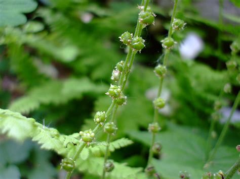 Mitella diphylla (Miterwort)