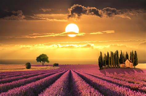 Download Purple Flower Field Sun Sunset Tree House Tuscany Lavender ...