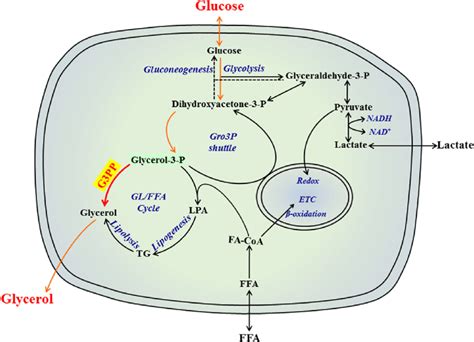 Role of Glycerol-3-phosphate phosphatase in intermediary metabolism.... | Download Scientific ...