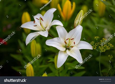 1,354,716 Lily Images, Stock Photos & Vectors | Shutterstock