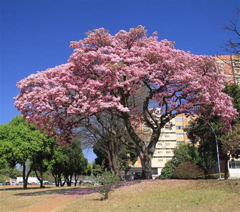 Tabebuia rosea - a photo on Flickriver