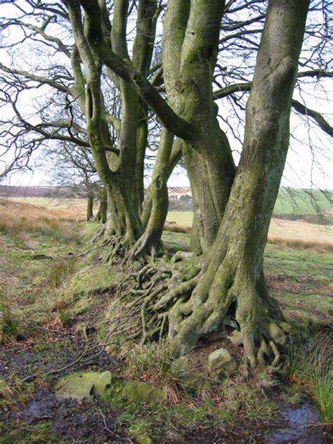 Tree roots © Espresso Addict :: Geograph Britain and Ireland