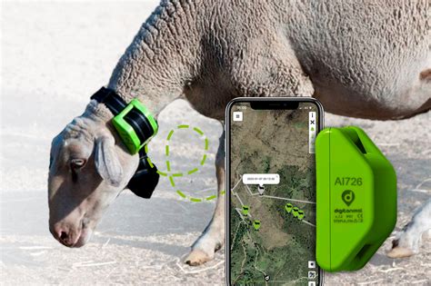 Sheep | GPS sheep tracker - Tracking and monitoring livestock