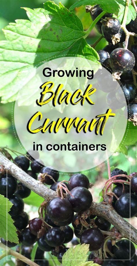 How to grow Black currant | Growing Black currant in containers - in 2021 | Black currant plant ...