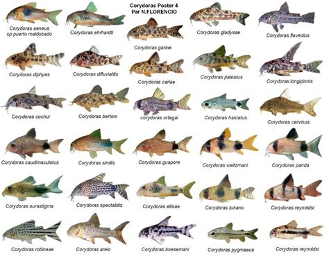 Aquarium Fish Size Chart - Greenbushfarm.com