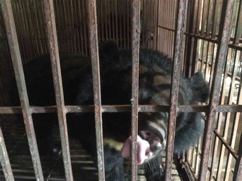 Moon Bears Rescued From Bile Farm