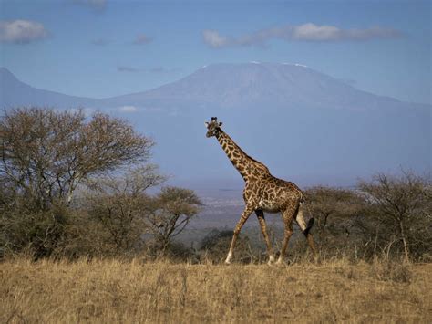 Giraffe Now Listed As 'Vulnerable' To Extinction As Population Plummets : The Two-Way : NPR