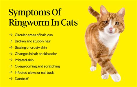 can ringworm be transmitted from cats to humans - Ofelia Burris