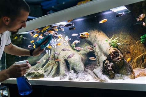 How Can I Find the Best Aquarium Shops Near Me? - Pet So Fun