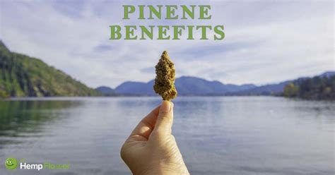 Alpha-pinene 101- Your Guide To This Unique Terpene