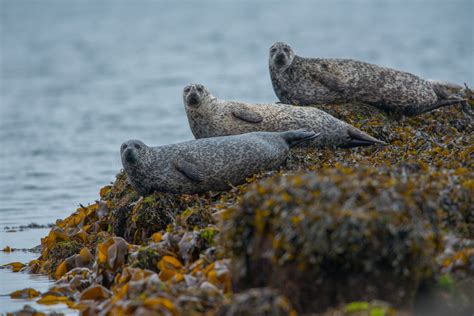 Shetland Islands Wildlife and Nature — Airtask Group