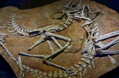 How Do We Know the Age of Dinosaur Fossils? | My Dinosaurs