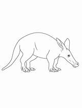 Aardvark Coloring Pages  SeaColoring sketch template